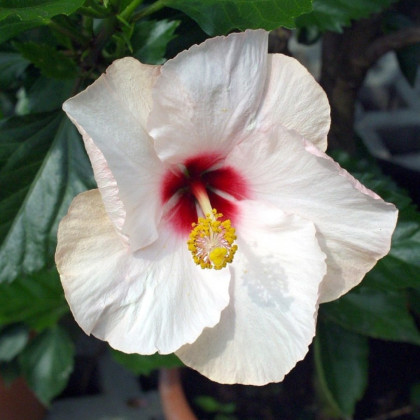 Ibištek Mallow Rose - Hibiscus moscheutos - semená - 5 ks