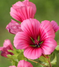 Slezovka trojklaná purpurová - Malope trifida - semená - 25 ks