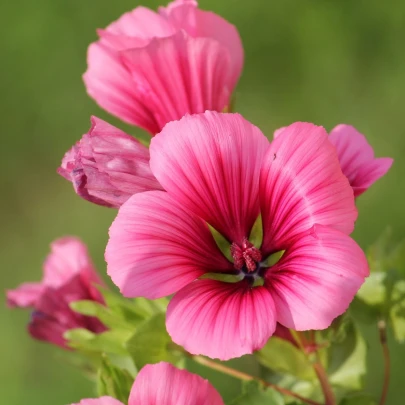 Slezovka trojklaná purpurová - Malope trifida - semená - 25 ks