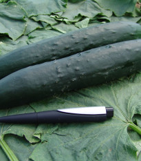 Uhorka F1 Aikon - Cucumis sativus - semená - 10 ks