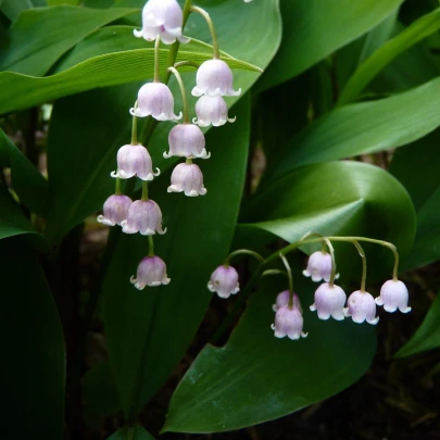 Konvalinka voňavá ružová - Convallaria majalis - cibuľoviny - 1 ks