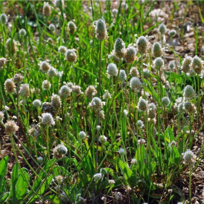 Skorocel Minutina - Plantago coronopus - semená - 500 ks