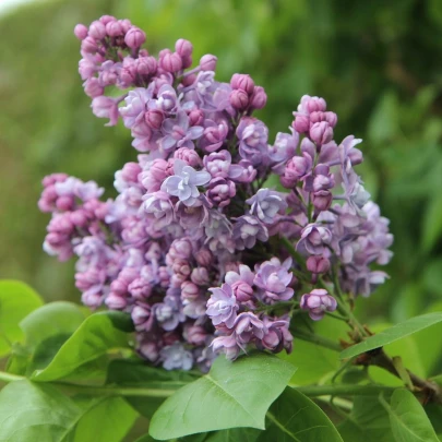 Orgován obyčajný - Syringa vulgaris - semená - 8 ks