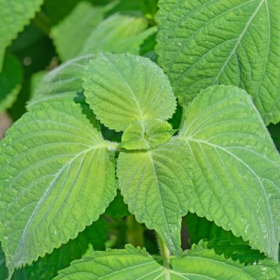 Perila zelená - Perilla furtescens - semená - 350 ks