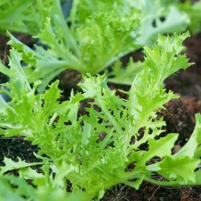 Mizuna Waido - japonská horčica - Brassica campestris Japonica - semená - 30 ks