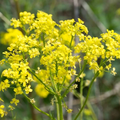 Roripovník východný - Bunias orientalis - semená - 6 ks