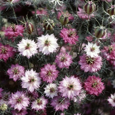 Černuška damascénska ružovobiela zmes - Nigella Damascena - semená - 200 ks