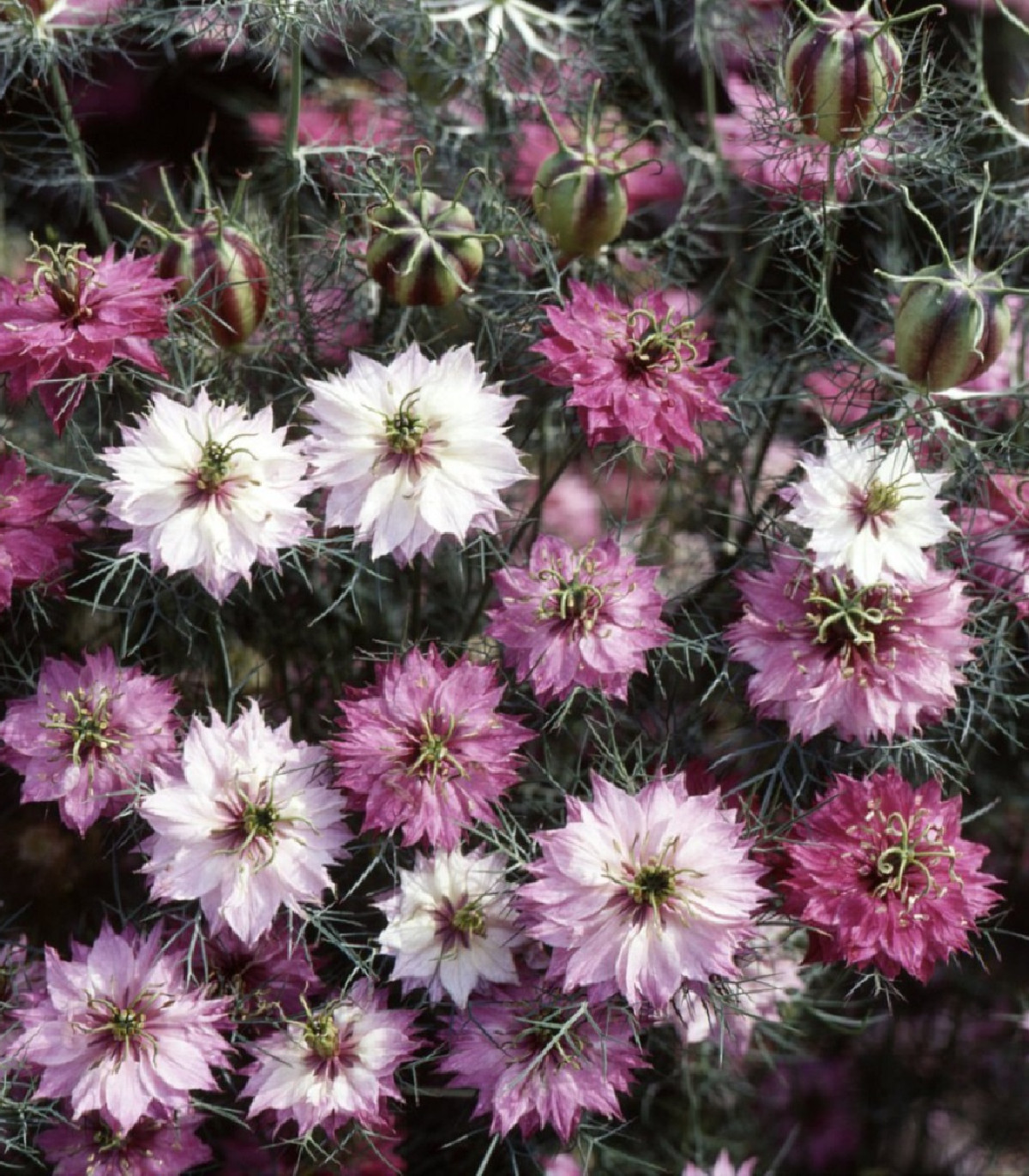 Černuška damašská zmes ružových odtieňov - Nigella Damascena - semená - 200 ks