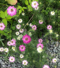 Černuška damascénska ružovobiela zmes  - Nigella Damascena - semená - 200 ks