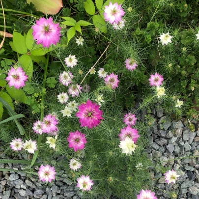 Černuška damascénska ružovobiela zmes  - Nigella Damascena - semená - 200 ks