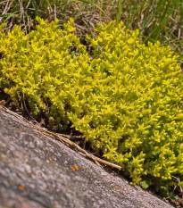 Rozchodník prudký - Sedum acre - semená - 100 ks