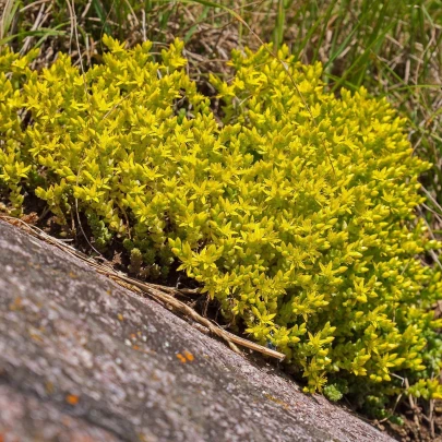 Rozchodník prudký - Sedum acre - semená - 100 ks