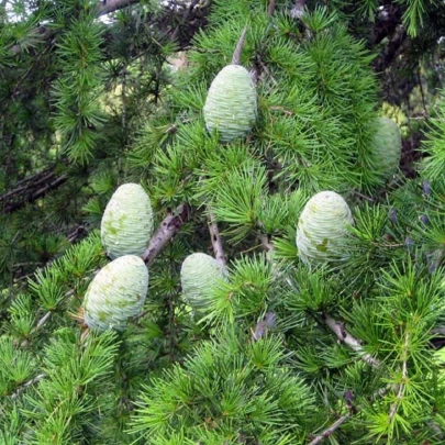 Céder libanonský - Cedrus libani - semená - 6 ks