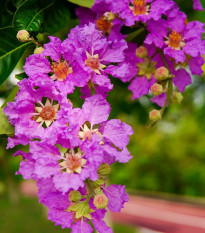 Lagerstroemia nádherná - Lagerstroemia floribunda - semená - 7 ks