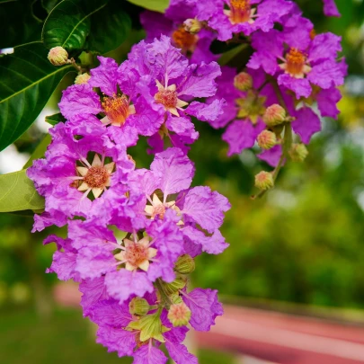 Lagerstroemia nádherná - Lagerstroemia floribunda - semená - 7 ks