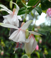 Fuchsia bolívijská biela - Fuchsia boliviana - semená - 10 ks