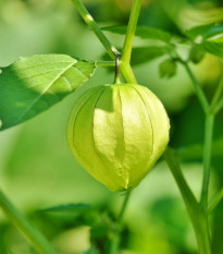 Tomatillo Verde - Physalis philadelphica - semená - 7 ks