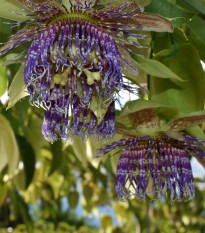 Mučenka maliformis - Passiflora maliformis - semená - 4 ks