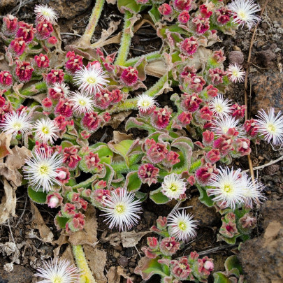 Poludňovka trblietavá - Mesembryanthemum crystallinum - semená - 300 ks