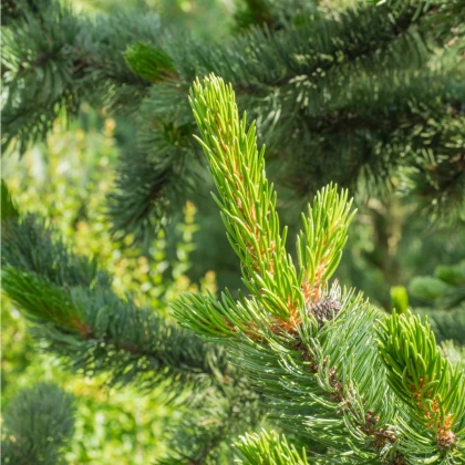 Borovica ostitá - Pinus aristata - semená - 5 ks