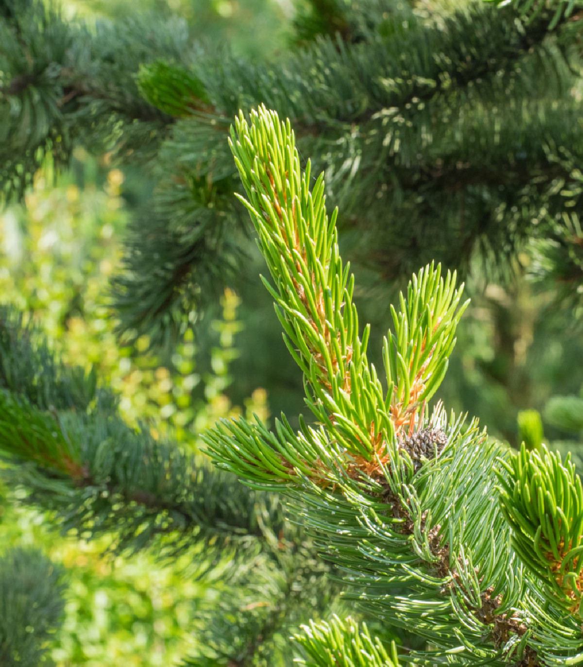 Borovica ostitá - Pinus aristata - semená - 5 ks