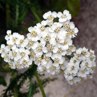 Rebríček obyčajný biely - Achillea millefolium - semená - 500 ks