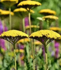 Rebríček túžobníkový Parkers žltý - Achillea filipendulina - semená - 900 ks