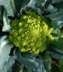 Brokolica Romanesco - Brassica oleracea L. - semená - 250 ks