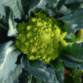 Brokolica Romanesco - Brassica oleracea L. - semená - 250 ks