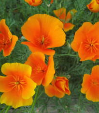 Slncovka kalifornská oranžová - Eschscholzia californica - semená - 200 ks