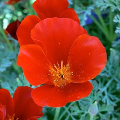 Slncovka kalifornská červená - Eschscholzia californica - semená - 450 ks