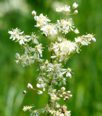 Túžobník obyčajný - Filipendula vulgaris - semená - 0,3 g