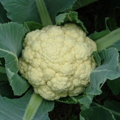 Karfiol skorý Beta - Brassica oleracea convar. botrys - semená - 150 ks