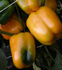 Paprika Mystery - Capsicum annuum - semená - 15 ks