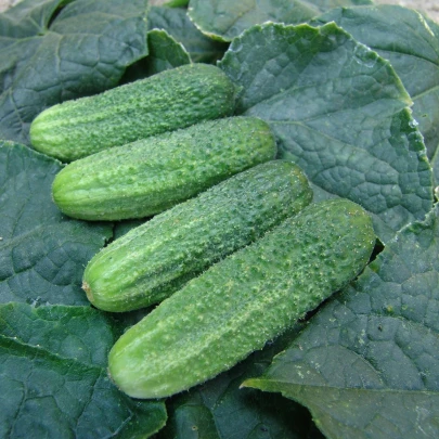 Uhorka nakladačka Everest F1 - Cucumis sativus - semená - 15 ks