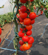 Paradajka Uragan F1 - Solanum lycopersicum - semená - 30 ks