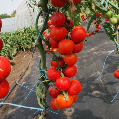 Paradajka Uragan F1 - Solanum lycopersicum - semená - 30 ks