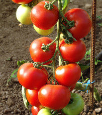 Paradajka Dafne F1 - Solanum lycopersicum - semená - 12 ks