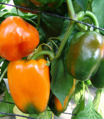 Paprika F1 Kubista ročná - Capsicum annuum - semená - 10 ks