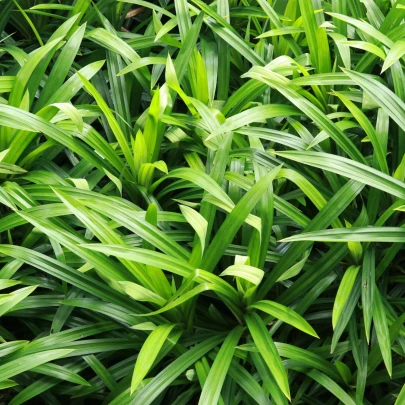 Palmová tráva - Setaria palmifolia - semená - 10 ks