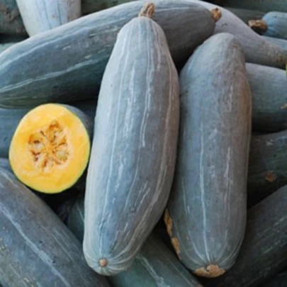 Tekvica Blue Banana - Cucurbita maxima - semená - 5 ks