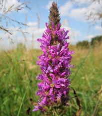 Vrbica vŕbolistá - Lythrum salicaria - semená - 150 ks