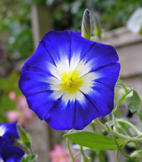 Pupenec trojfarebný Royal Ensign - Convolvulus tricolor - semená - 50 ks