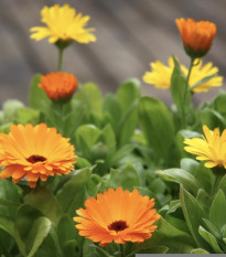 Nechtík lekársky Pacific Beauty zmes - Calendula officinalis - semená - 30 ks