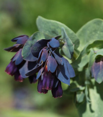 Voskovka väčšia Hoya - Cerinthe major purpurescens - semená - 5 ks