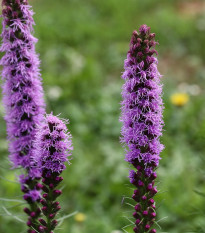 Liatra klasnatá Floristan Violet - Liatris spicata - semená - 20 ks