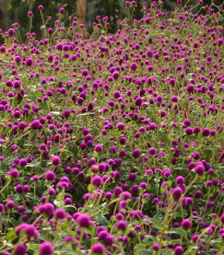 Gomfréna guľovitá fialová - Gomphrena globosa - semená - 25 ks