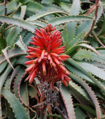 Aloe stromovitá - Aloe arborescens - semená - 6 ks