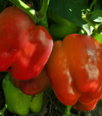 Paprika Granova - Capsicum annuum - semená - 50 ks