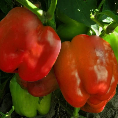 Paprika Granova - Capsicum annuum - semená - 50 ks